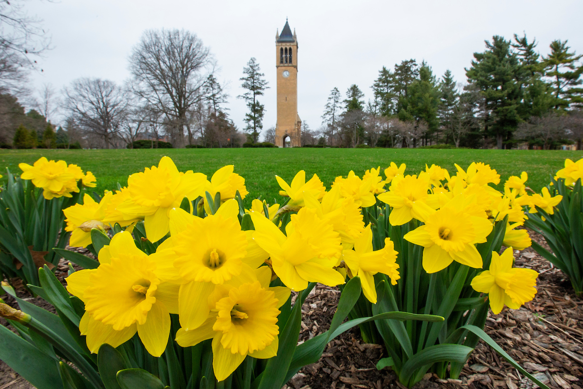 #CycloneVision brings you a cluster of daffodils in full bloom south of the campanile under overcast skies today. (Christopher Gannon/Iowa State University)